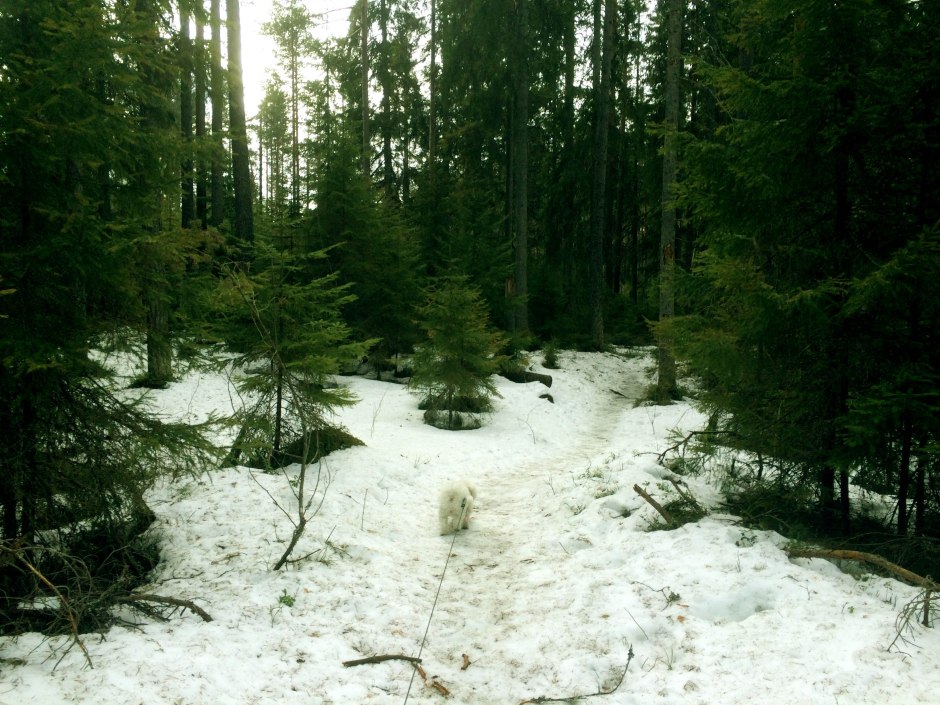 Seitseminen National Park Finland