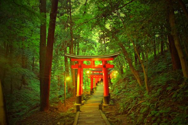Magical Forest Kyoto Torii