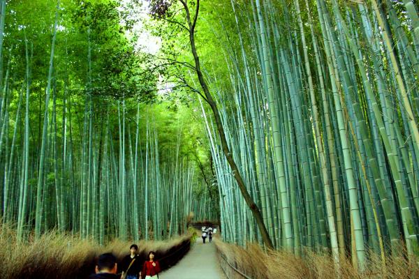 bambooforest