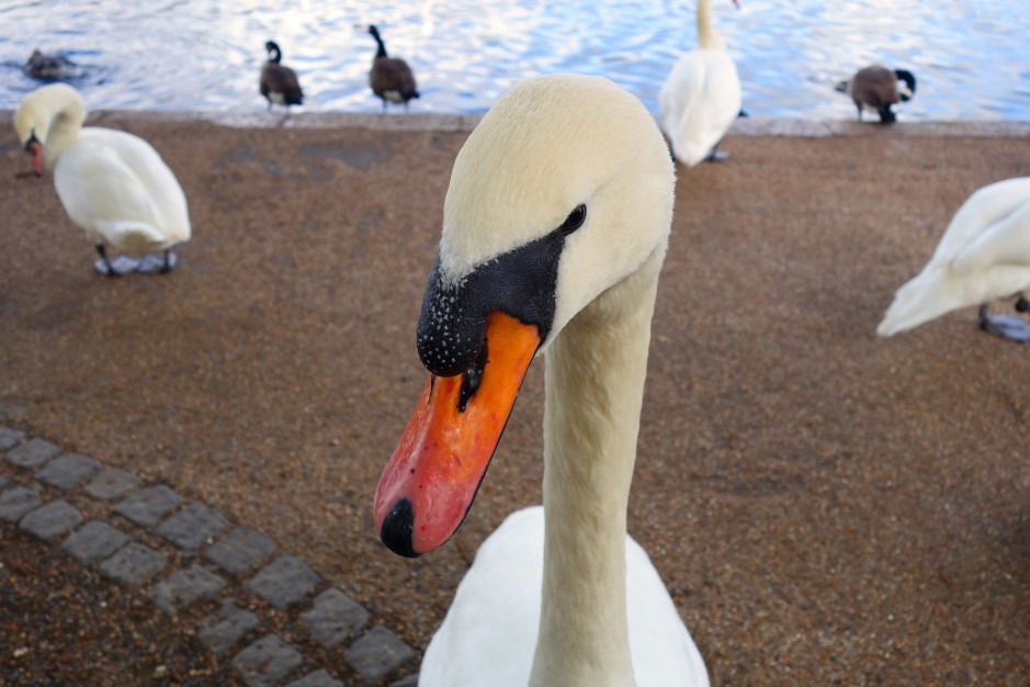 Hyde Park Crazy Birds and Tourists