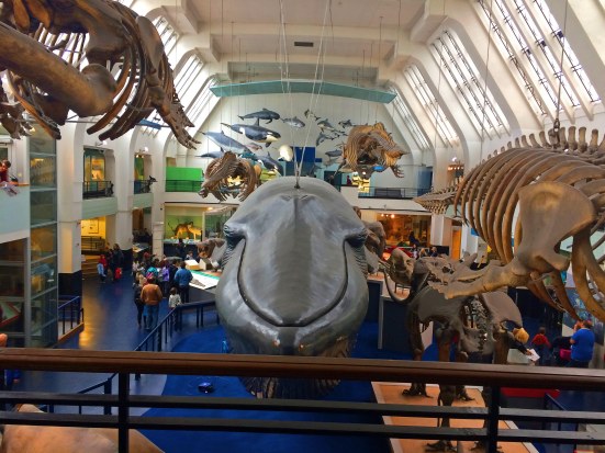 Animals in Natural History Museum London