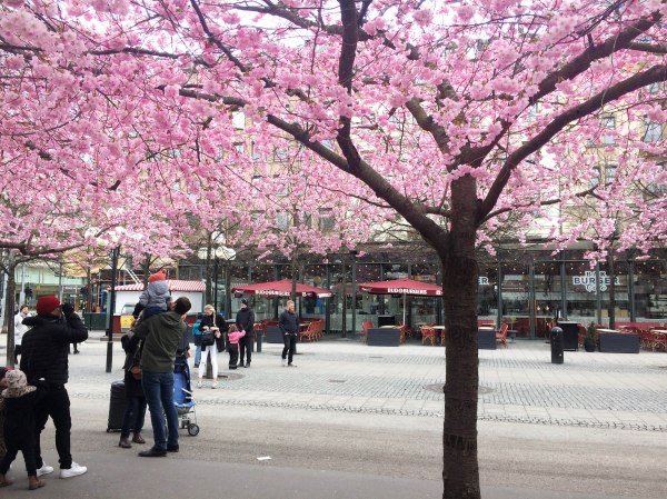 Cherry Blossom Trees in Stockholm
