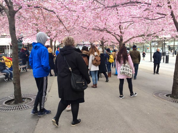 Cherry Blossom Trees In Stockholm