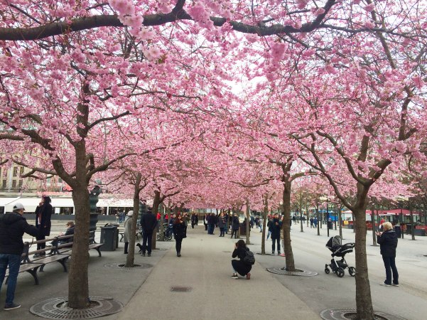 Cherry Blossom Trees In Stockholm